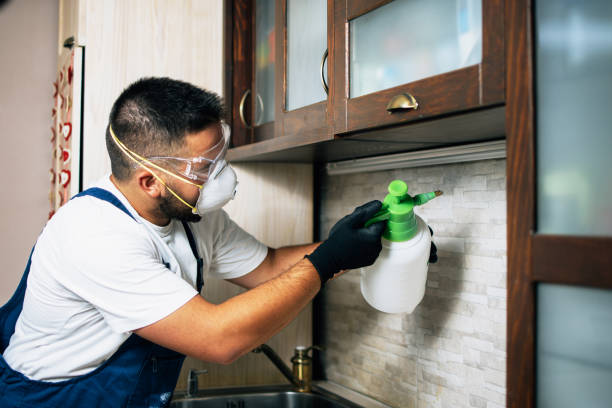 Best Wasp Removal Services  in Reinholds, PA