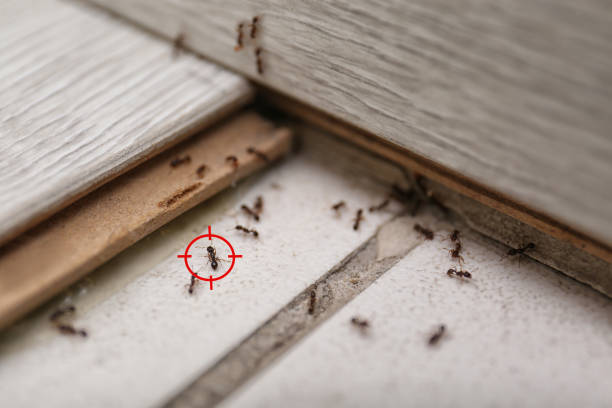 Best Exterminator Services  in Reinholds, PA
