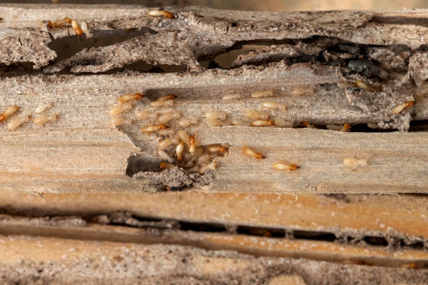Reliable Reinholds, PA Pest Control Solutions