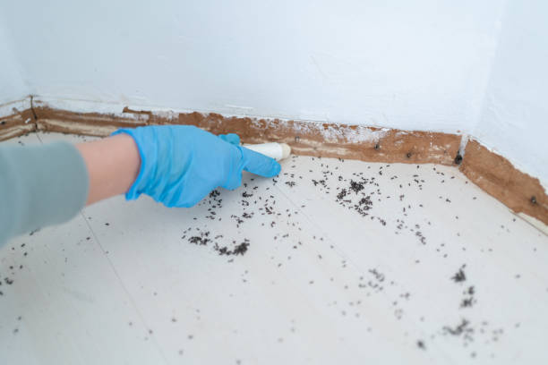 Best Emergency Pest Control  in Reinholds, PA